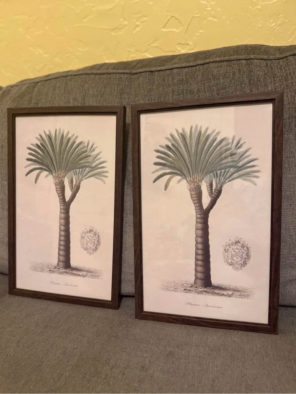 Pair 2 Tropical Palm Trees Cycas Crest Framed Print Wall Picture Art 16"x10"